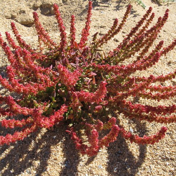 Rumex bucephalophorus Flors