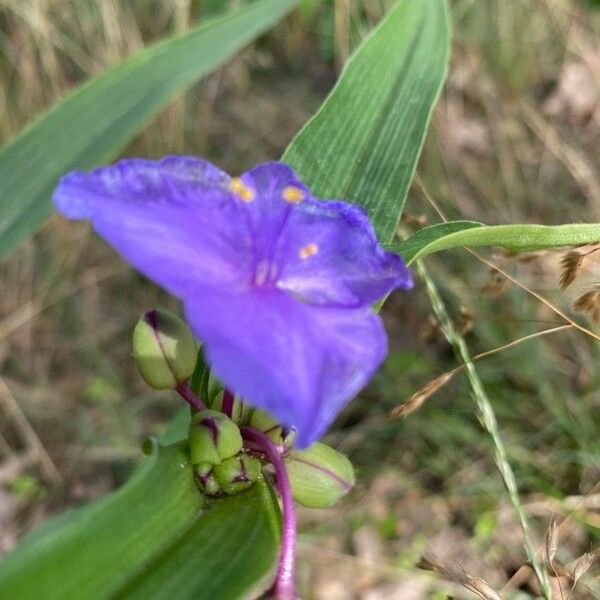 Tradescantia ohiensis Цвят