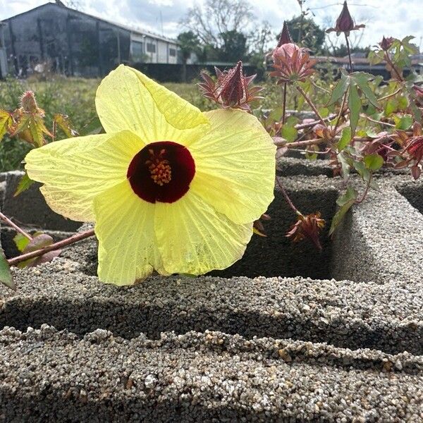 Hibiscus surattensis Blomma