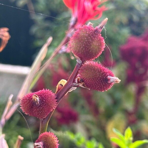 Canna indica 果實