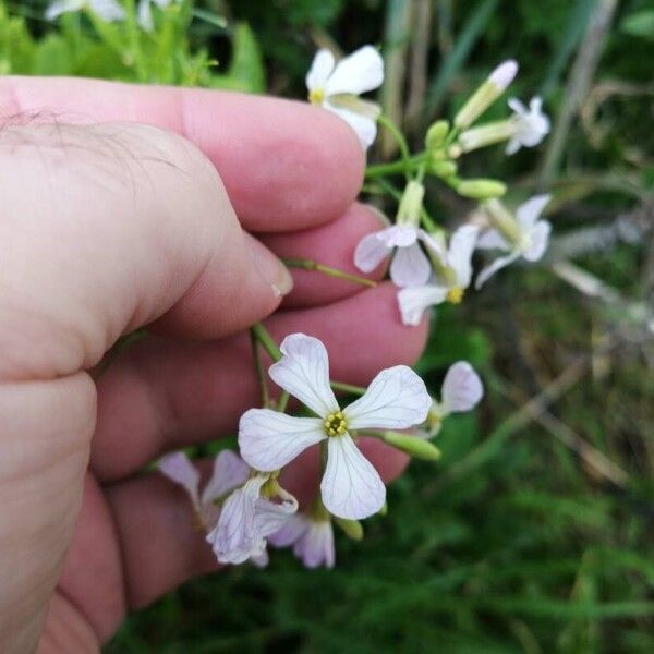 Raphanus sativus Flor