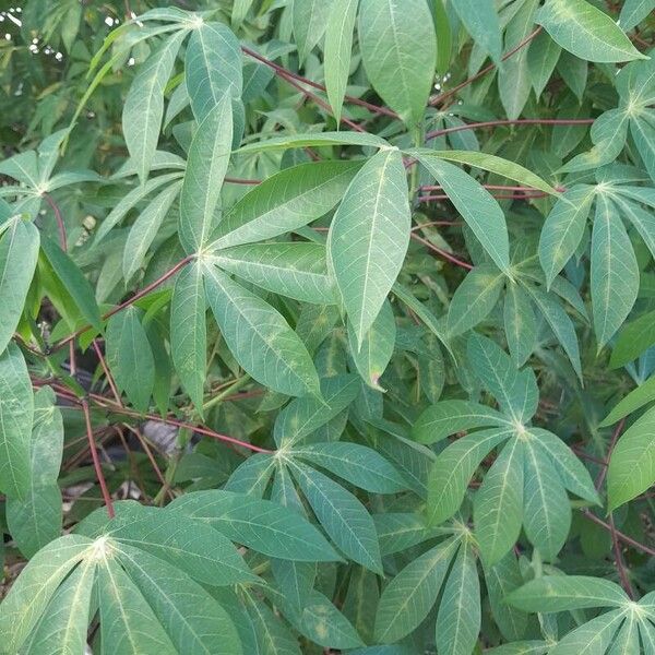 Manihot esculenta Blatt