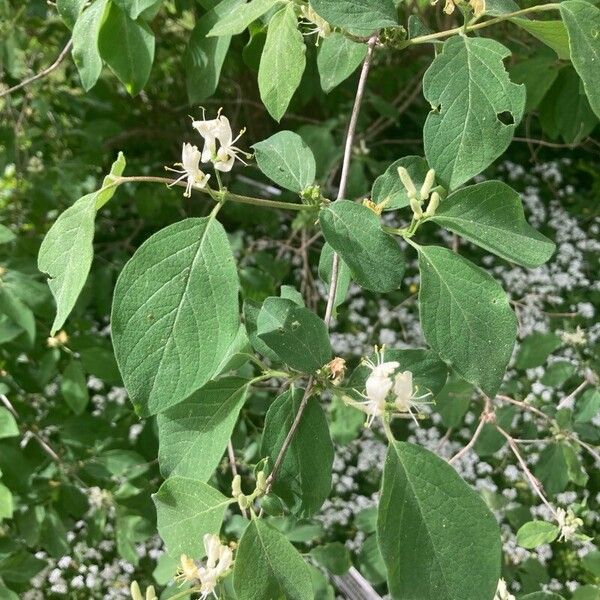 Lonicera xylosteum Fuelha