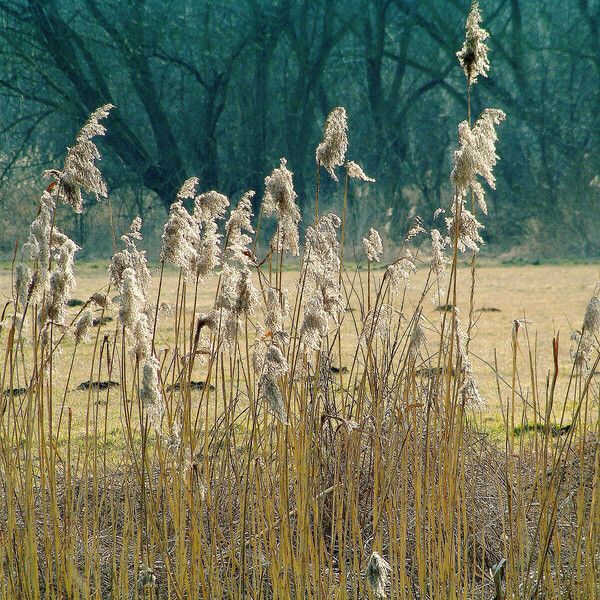 Phragmites australis ফুল