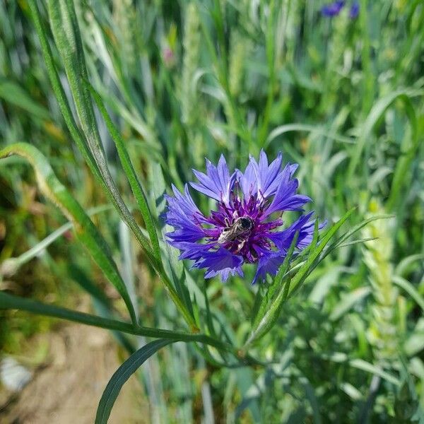 Cyanus segetum Blüte