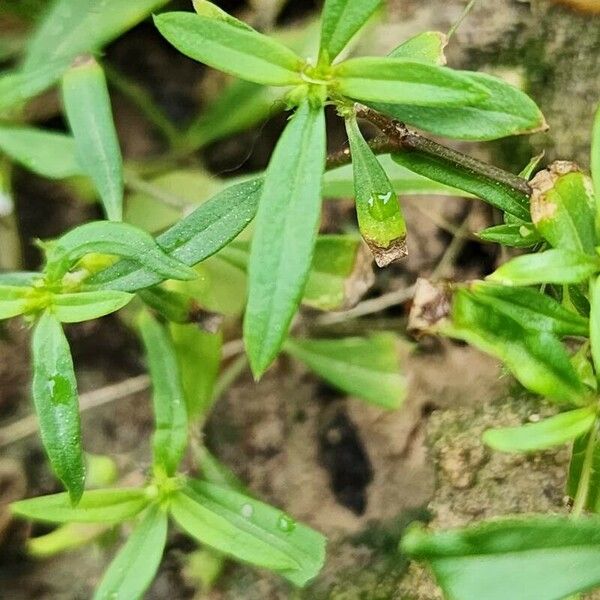 Oldenlandia corymbosa Blad