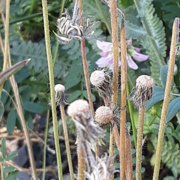 Crepis foetida Fruit