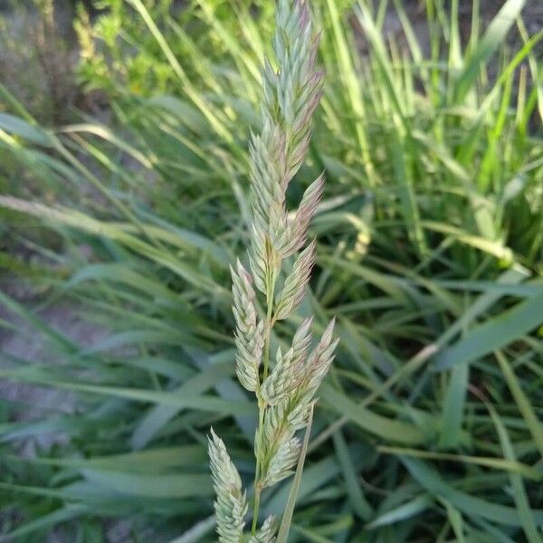 Phalaris arundinacea Blomst