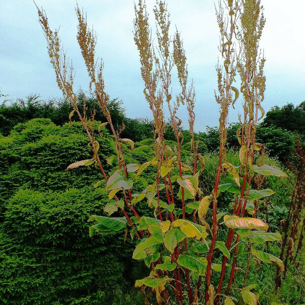 Rumex aquaticus Habitat