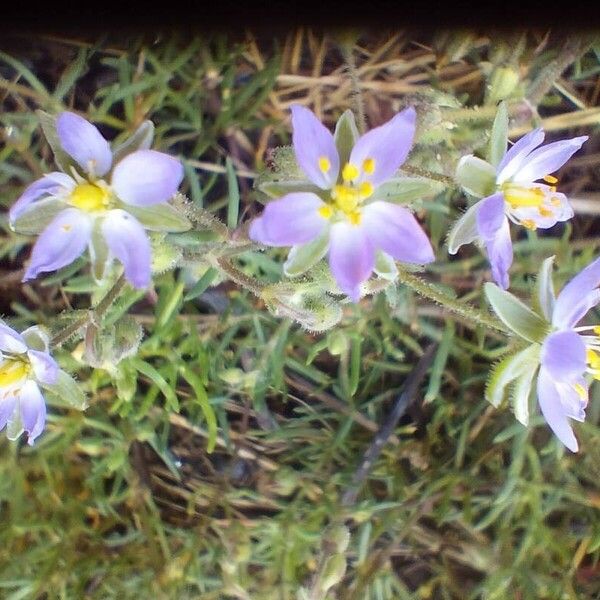 Spergularia marina Flower