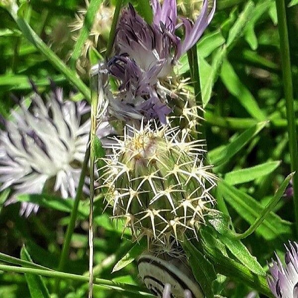 Centaurea aspera Λουλούδι