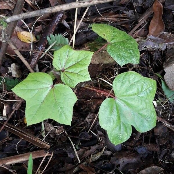 Abelmoschus moschatus Hoja