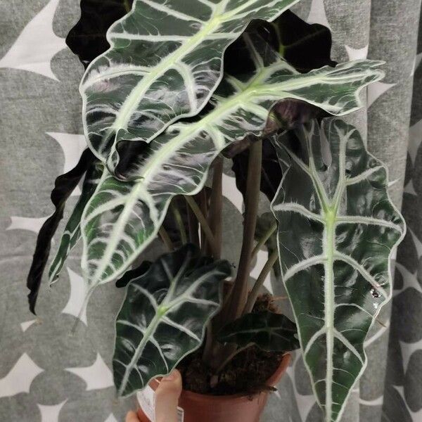 Alocasia sanderiana Φύλλο