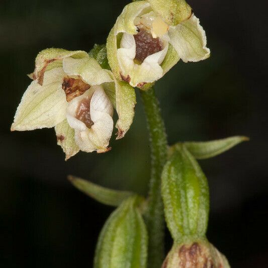 Epipactis muelleri Кветка