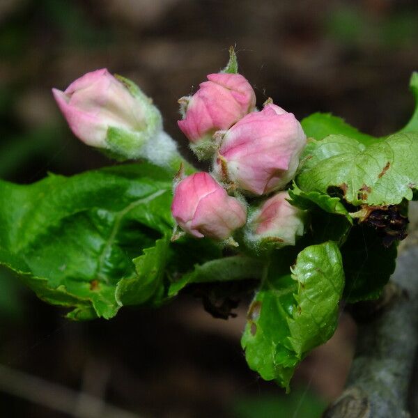 Malus sylvestris Blomma