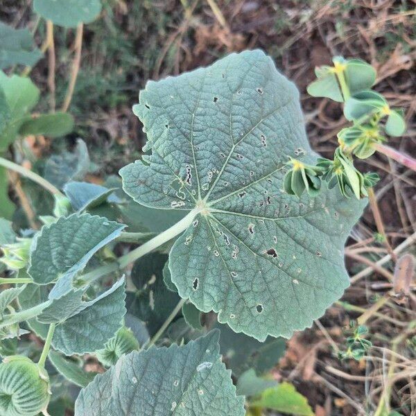Abutilon pannosum Frunză