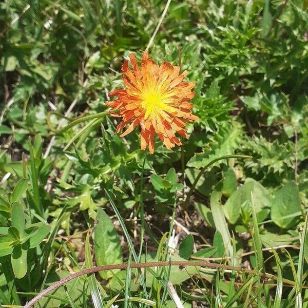 Crepis aurea Blomst