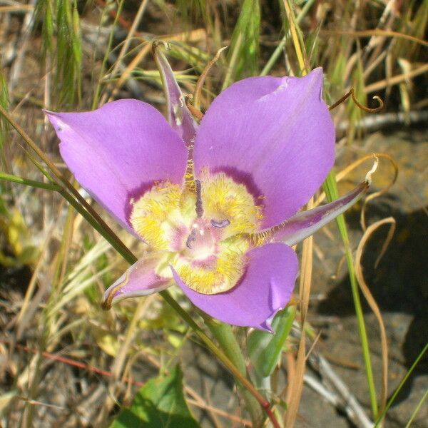 Calochortus macrocarpus Bloem