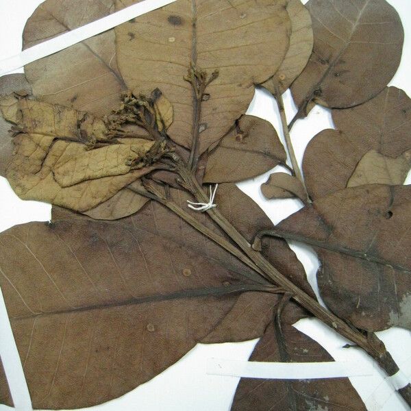 Anacardium spruceanum Кветка