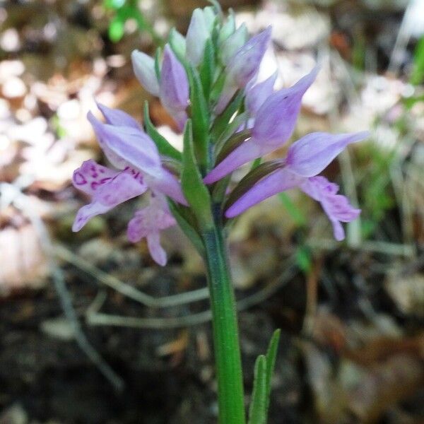 Dactylorhiza fuchsii Цветок