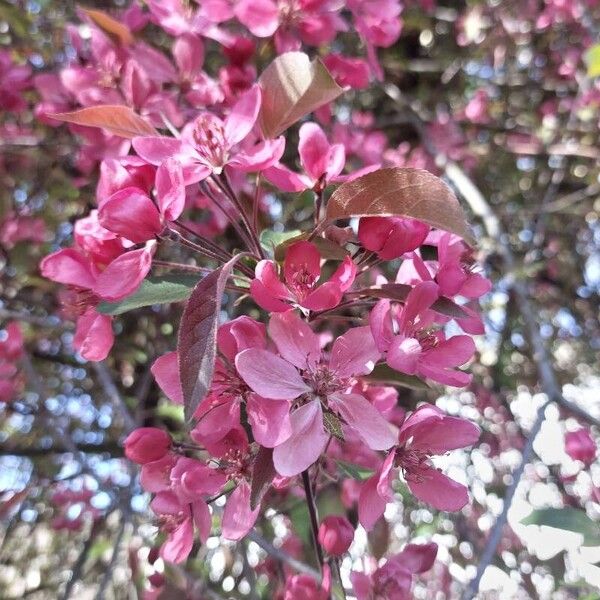 Malus × floribunda Flower