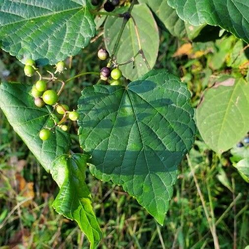 Ampelopsis cordata Лист