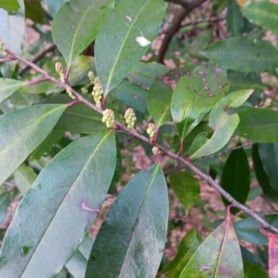 Prunus caroliniana Blüte