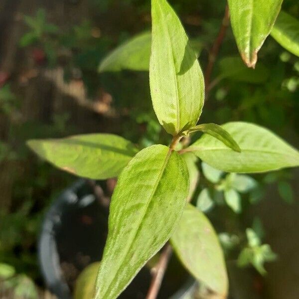 Persicaria odorata Folio