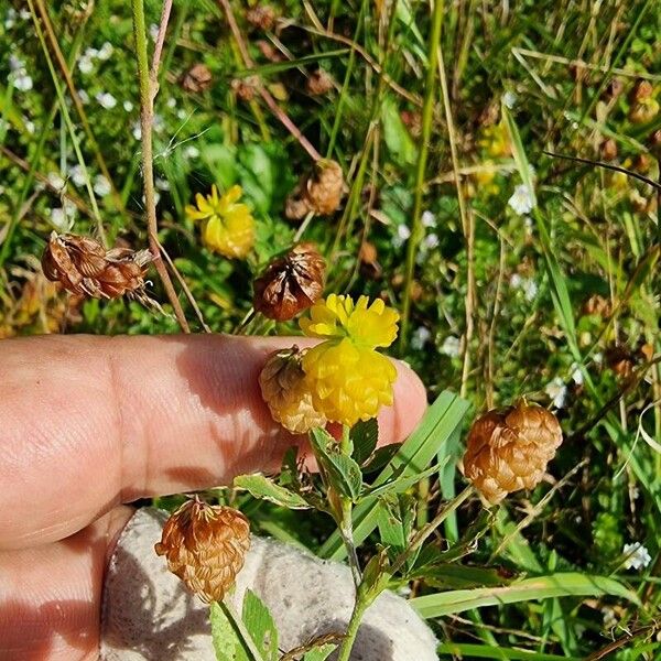 Trifolium aureum Кветка