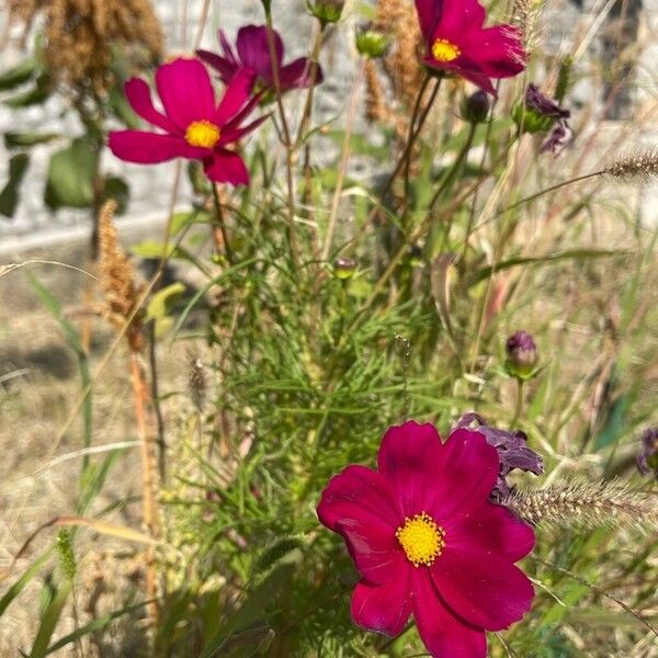 Cosmos caudatus Blüte