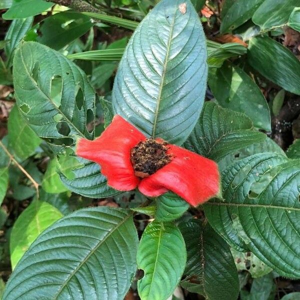 Psychotria poeppigiana Flower