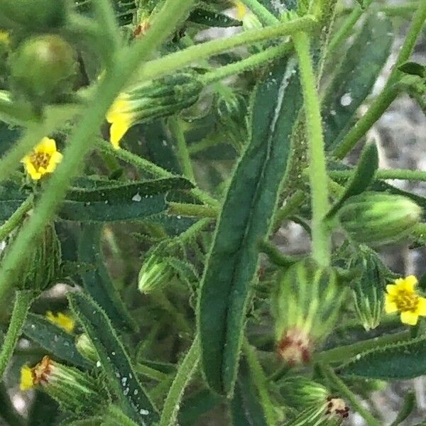 Dittrichia graveolens Leaf