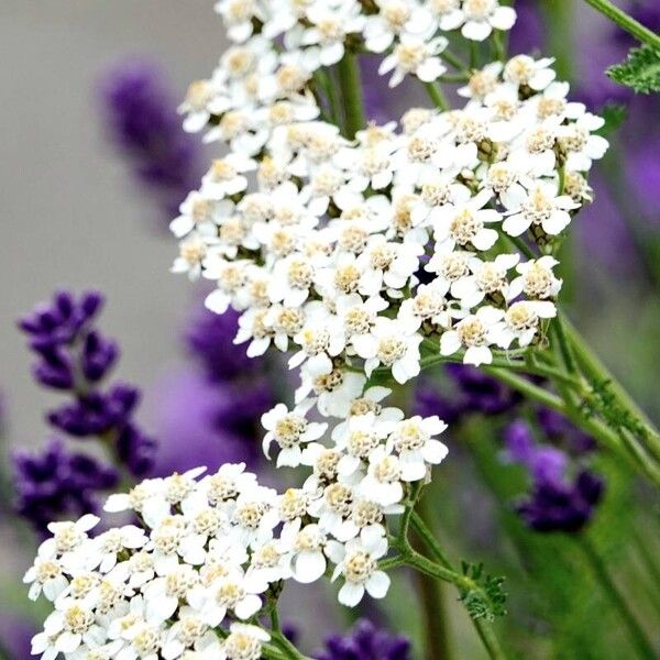 Achillea nobilis Квітка