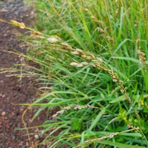 Eragrostis superba Lorea