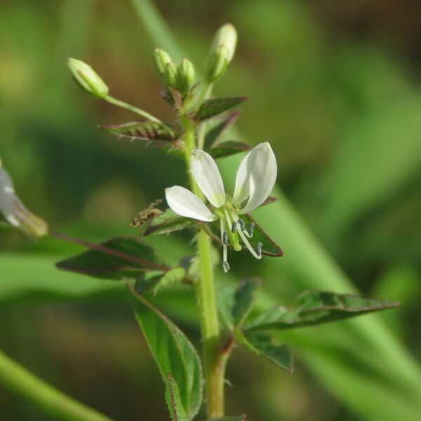 Cleome rutidosperma Virág