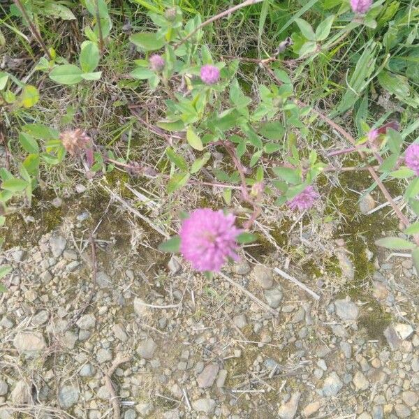 Trifolium pratense Blomst