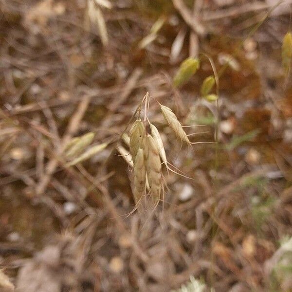 Bromus squarrosus Meyve