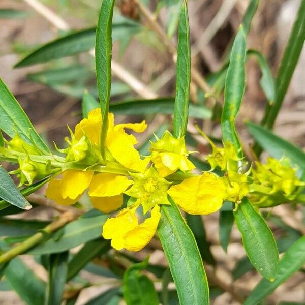 Heimia salicifolia Flower