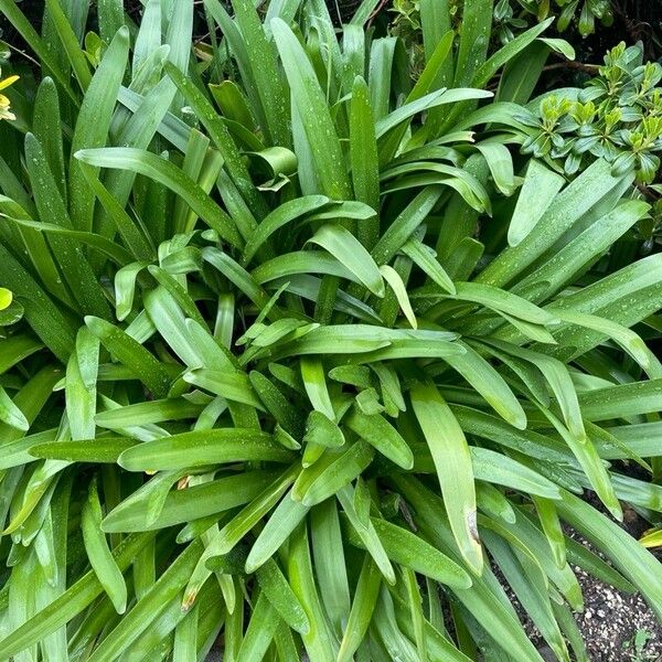 Agapanthus spp. Folla