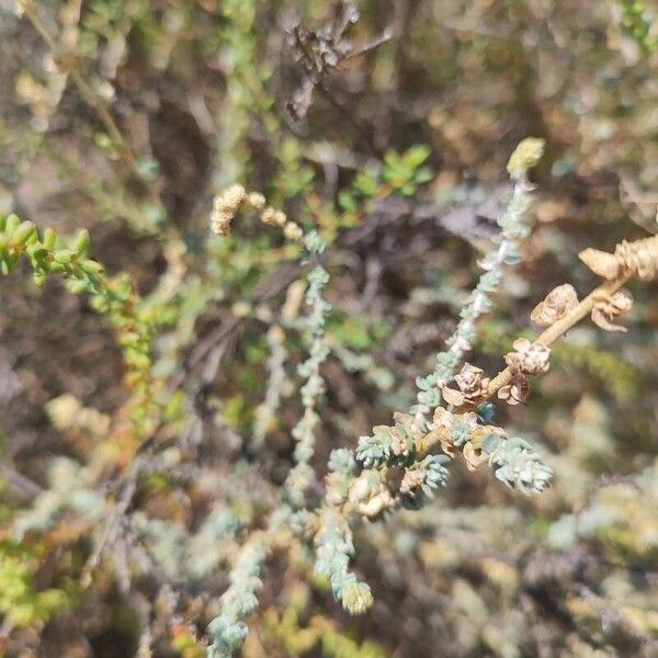 Atriplex glauca Deilen