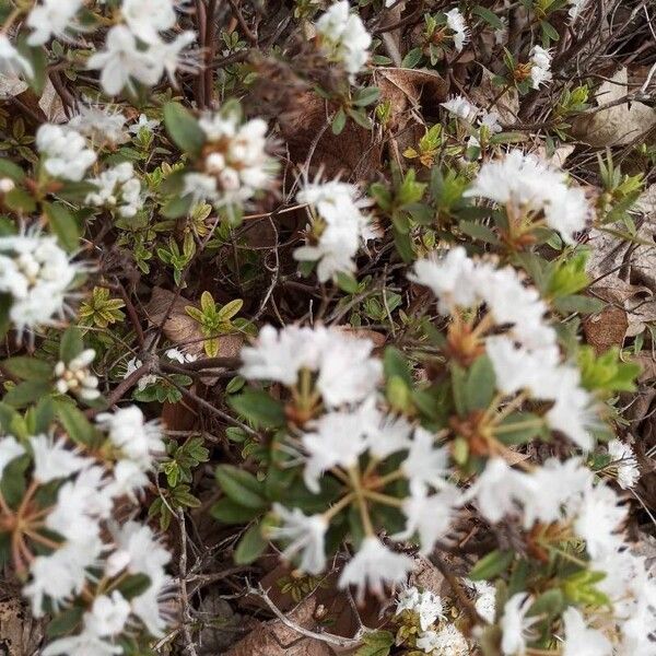 Rhododendron tomentosum Folha