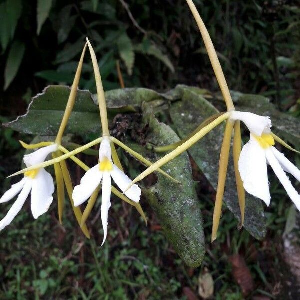 Epidendrum nocturnum Flor