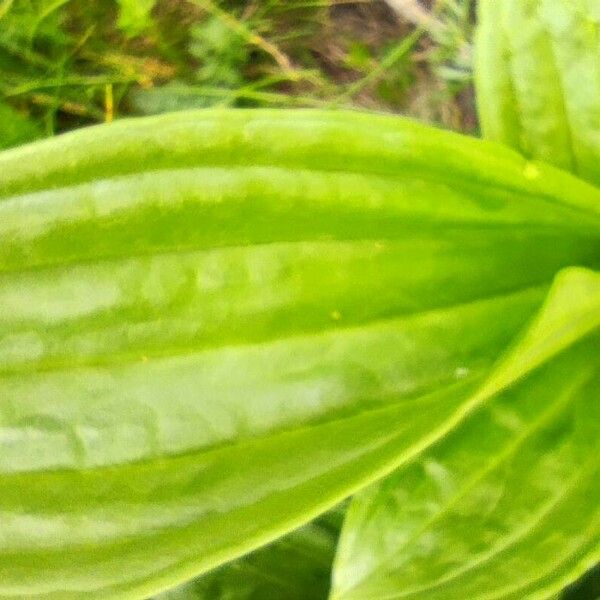 Gentiana punctata Leaf