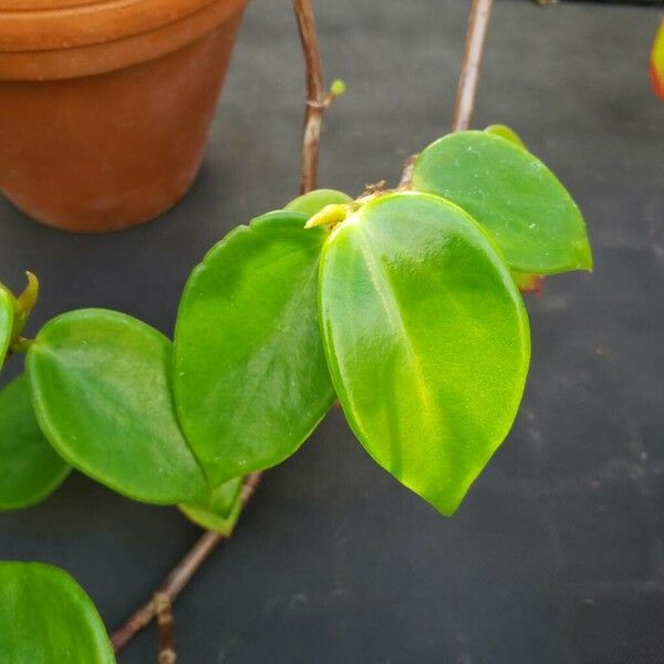 Begonia molleri Leaf