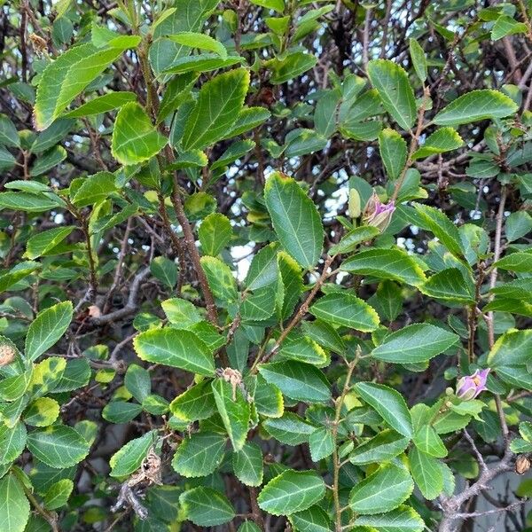 Grewia occidentalis Leaf