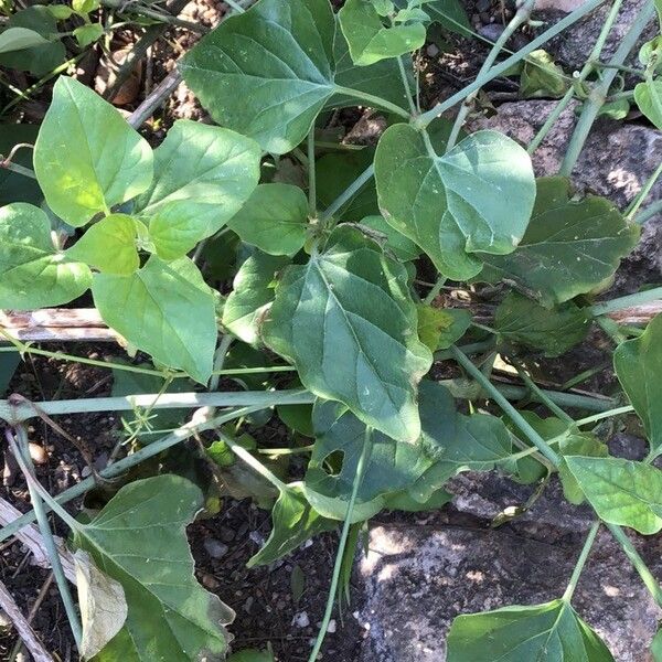 Boerhavia diffusa Lapas