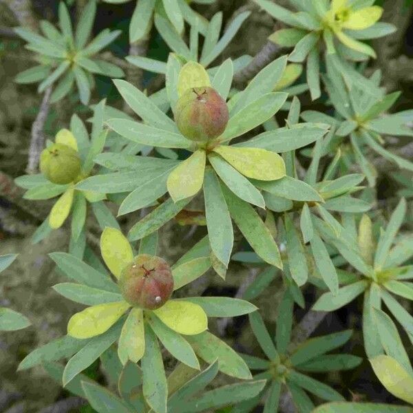 Euphorbia balsamifera 果實