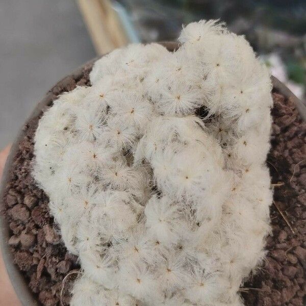 Mammillaria plumosa Ліст