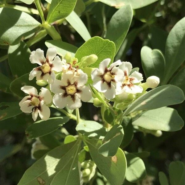 Schrebera alata Blüte