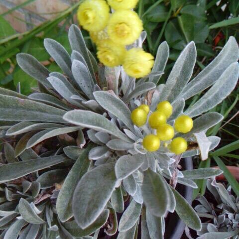 Helichrysum gossypinum Fruit